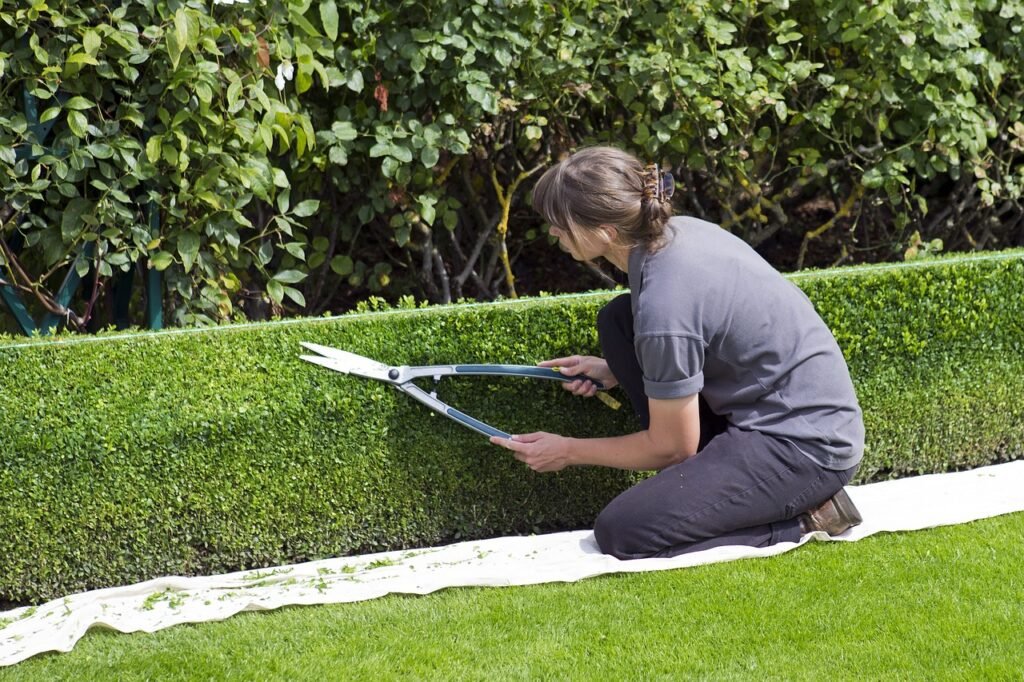 box hedge topiary, shears, gardener